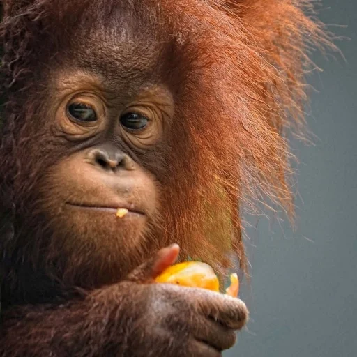 😏 Стикер «sweetbaboons» для Telegram