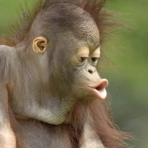 😚 Стикер «sweetbaboons» для Telegram