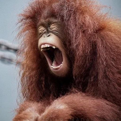 😆 Стикер «sweetbaboons» для Telegram
