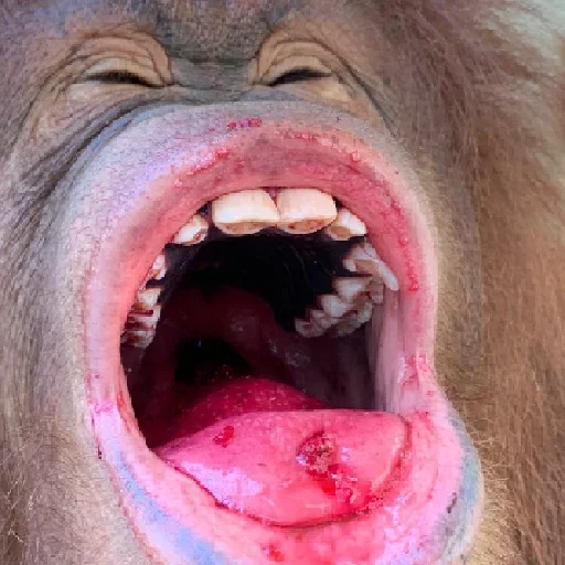 🐵 Стикер «sweetbaboons» для Telegram