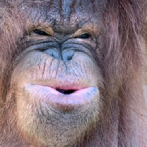 🐵 Стикер «sweetbaboons» для Telegram