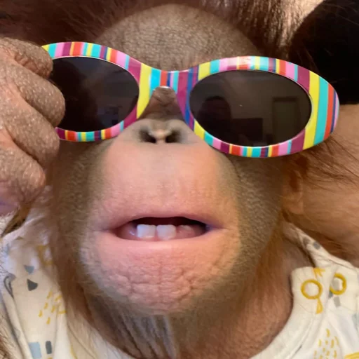 🥽 Стикер «sweetbaboons» для Telegram