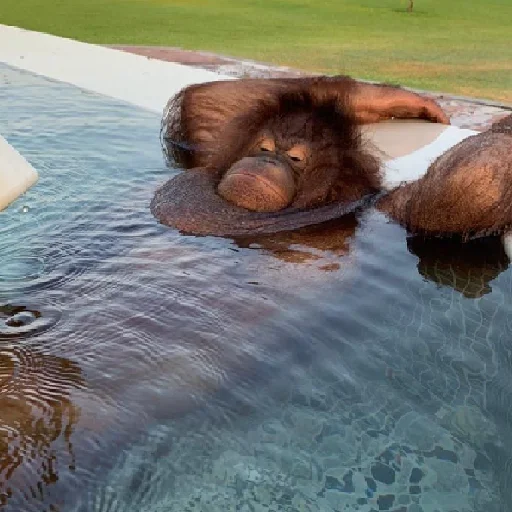 🐵 Стикер «sweetbaboons» для Telegram