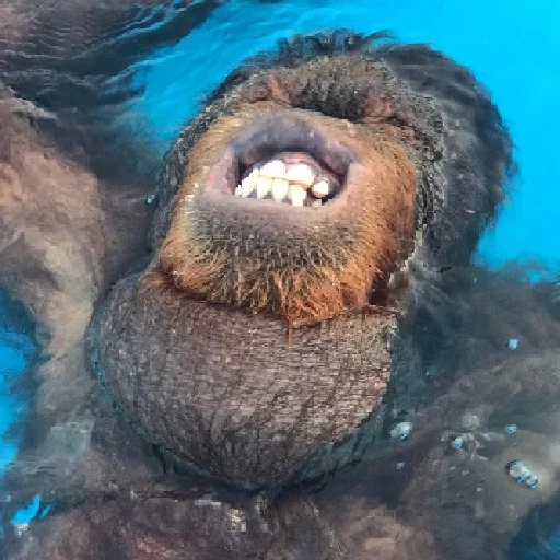 🐵 Стикер «sweetbaboons» для Telegram