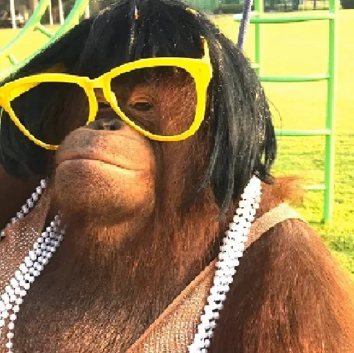 🐵 Стикер «sweetbaboons» для Telegram