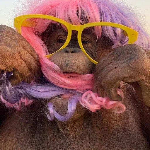 🐵 Стикер «sweetbaboons» для Telegram