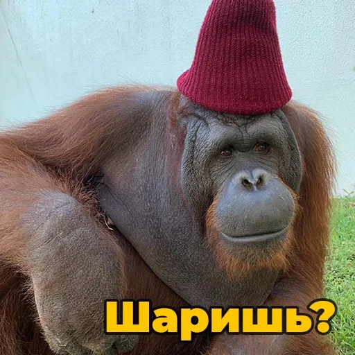 🐵 Стикер «sweetbaboons» для Telegram