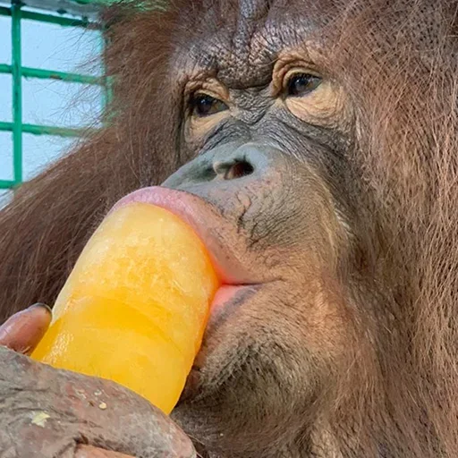 🐵 Стикер «sweetbaboons» для Telegram