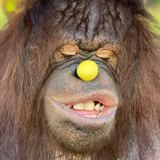 🐵 Стикер «sweetbaboons» для Telegram