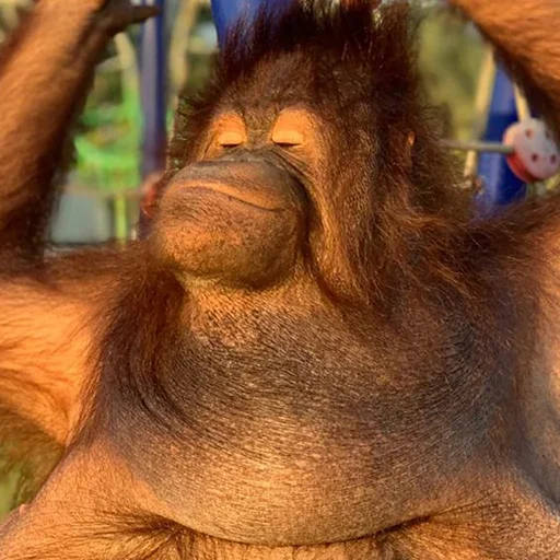 🐵 Стикер «sweetbaboons» для Telegram