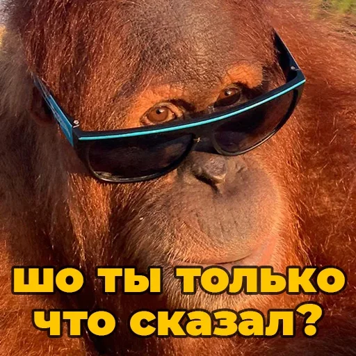🐵 Стикер «sweetbaboons» для Telegram