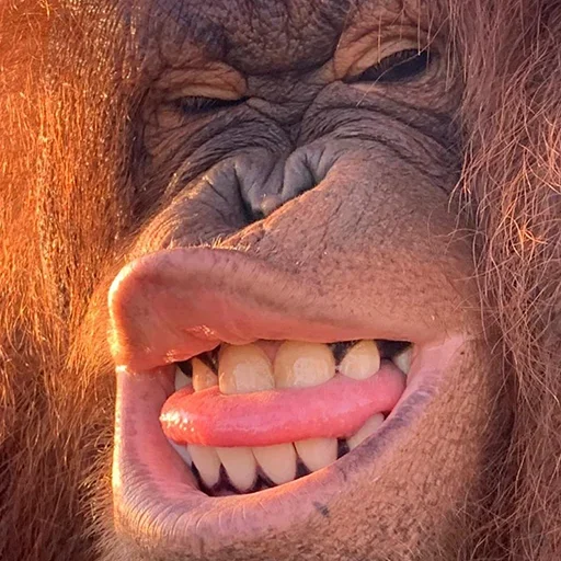 🐵 Стикер «sweetbaboons» для Telegram