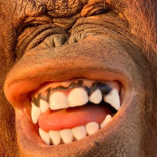 🐵 Стикер «sweetbaboons» для Telegram