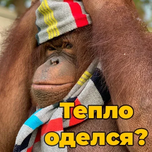 🐵 Стикер «sweetbaboons» для Telegram
