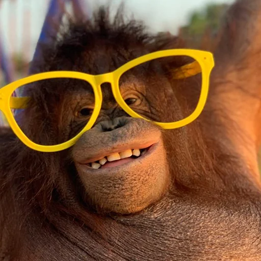 🐵 Стикер «sweetbaboons» для Telegram