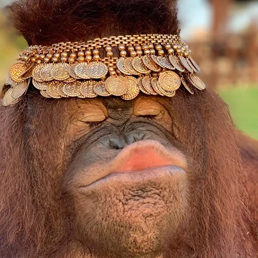 🐵 Стикер «sweetbaboons» для Telegram
