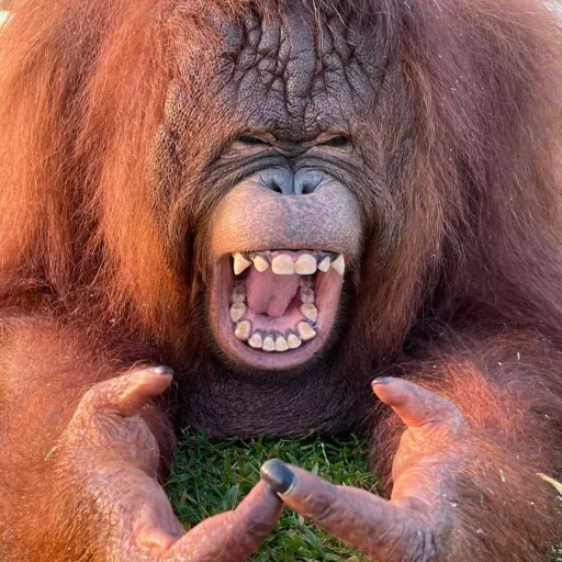 😆 Стикер «sweetbaboons» для Telegram