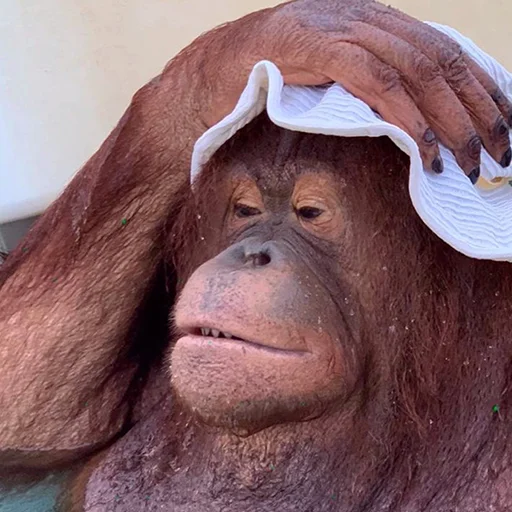 🐵 Стикер «sweetbaboons» для Telegram