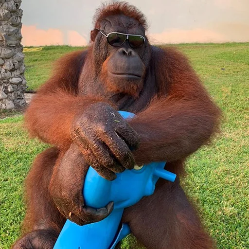 🐵 Стикер «sweetbaboons» для Telegram