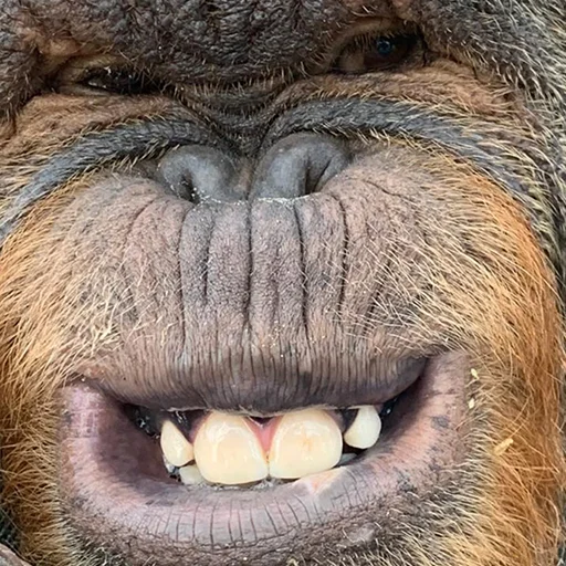 🐵 Стикер «sweetbaboons» для Telegram
