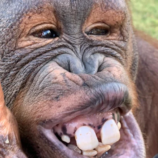 🐵 Стикер «sweetbaboons» для Telegram