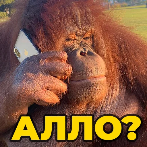 🐵 Стикер «sweetbaboons» для Telegram