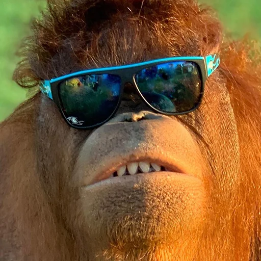 🐵 Стикер «sweetbaboons» для Telegram