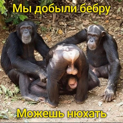 👃 Стикер «sweetbaboons» для Telegram