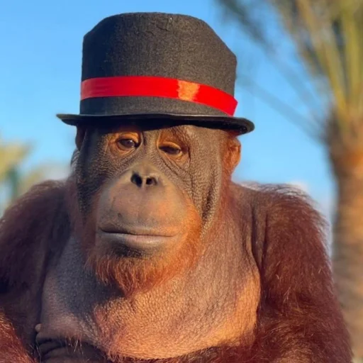 🎩 Стикер «sweetbaboons» для Telegram