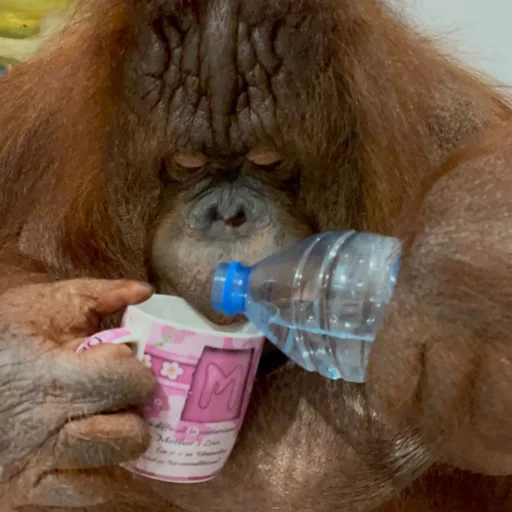 🥴 Стикер «sweetbaboons» для Telegram