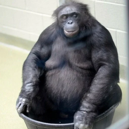 🛁 Стикер «sweetbaboons» для Telegram