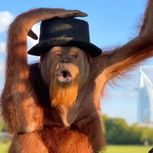 🤠 Стикер «sweetbaboons» для Telegram