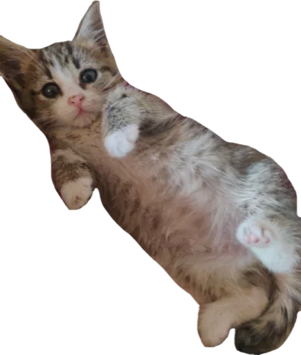 😼 Стикер «Сладкая булочка» для Telegram