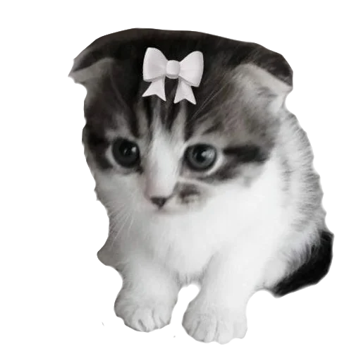 🐱 Стикер «сладкий» для Telegram