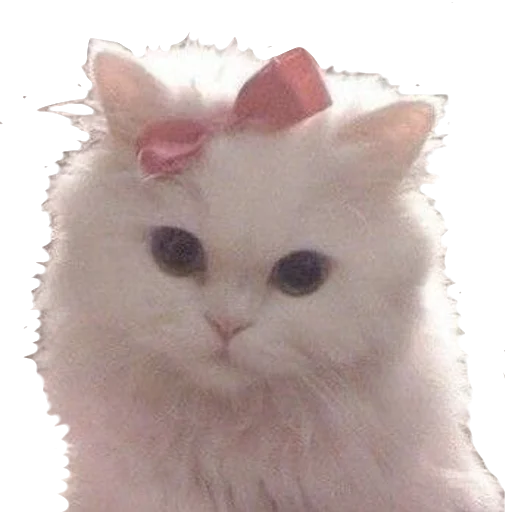 🐱 Стикер «сладкий» для Telegram