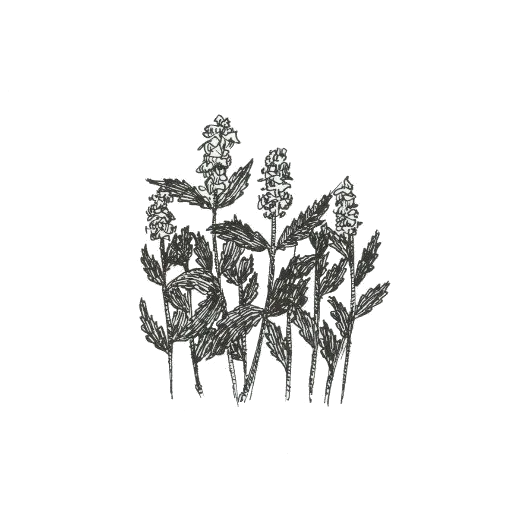 🌿 Стикер «Sweet Dreams» для Telegram