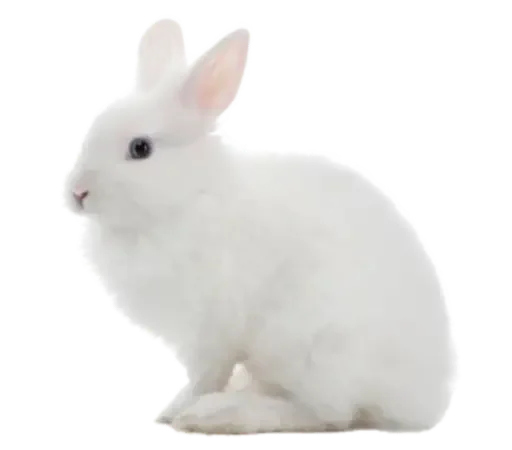 🐰 Стикер «sweet» для Telegram