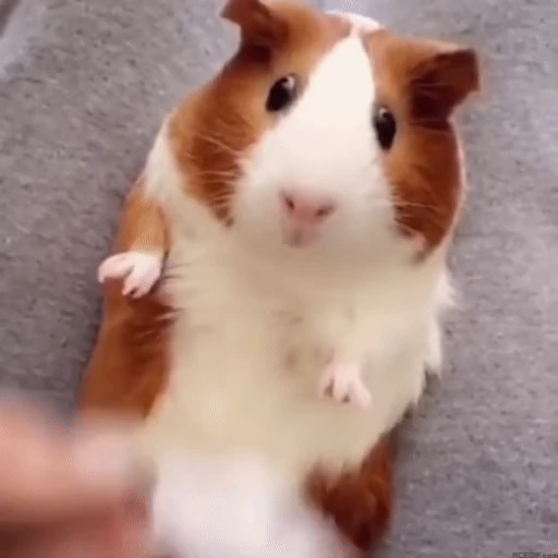 🐹 Стикер «Морские свинки» для Telegram