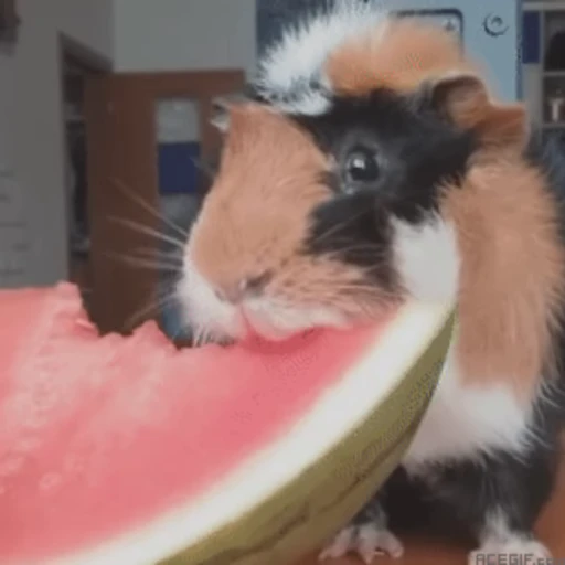 🍉 Стикер «Морские свинки» для Telegram