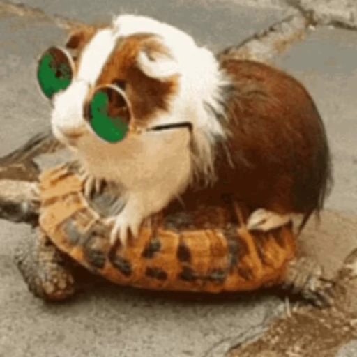 😎 Стикер «Морские свинки» для Telegram