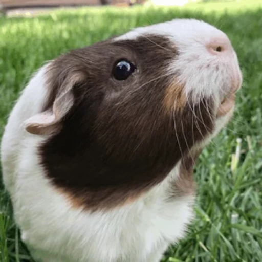 🐹 Стикер «Морские свинки» для Telegram