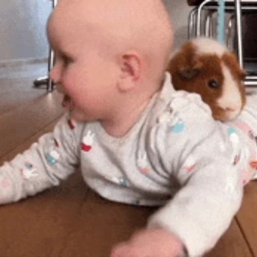🐹 Стикер «Морские свинки» для Telegram
