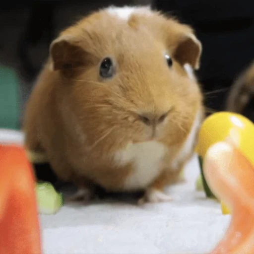🐹 Стикер «Морские свинки» для Telegram