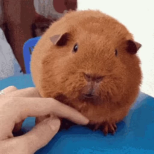 🐹 Стикер «Морские свинки» для Telegram
