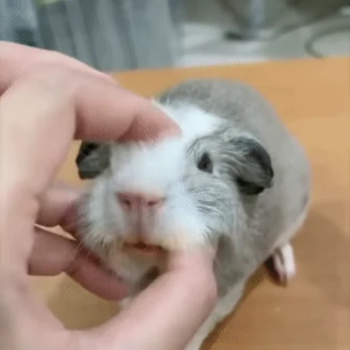 🐹 Стикер «Морские свинки» для Telegram