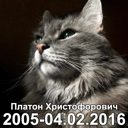 😽 Стикер «All models are 18 years old» для Telegram