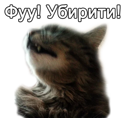 🙀 Стикер «All models are 18 years old» для Telegram