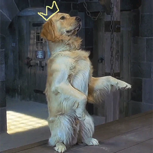 🐶 Стикер «The 10th Kingdom» для Telegram
