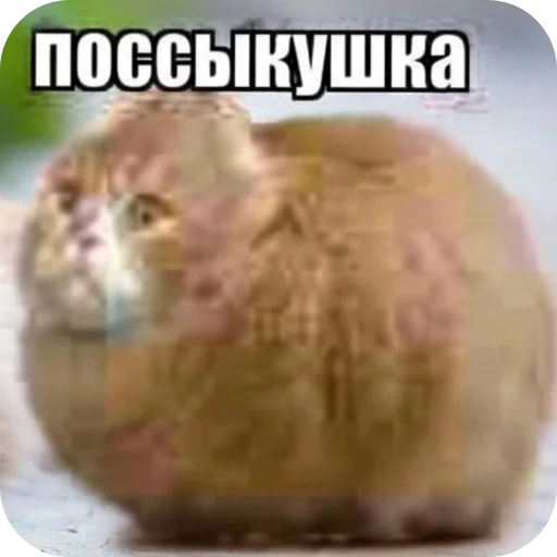 🐱 Стикер «поссыкушка» для Telegram