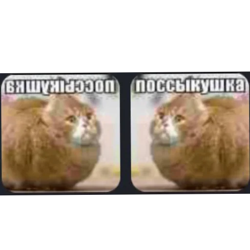 🖼 Стикер «поссыкушка» для Telegram